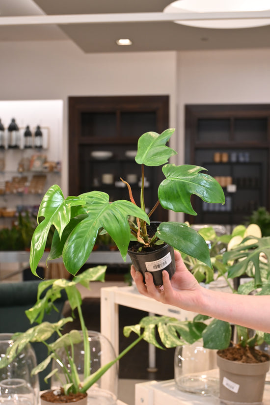 Philodendron Florida Green