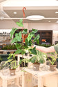 Syngonium Albo