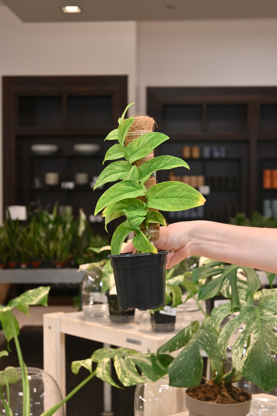 Rhaphidophora Korthalsii Variegated