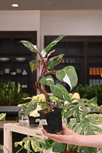 Philodendron Red Anderson