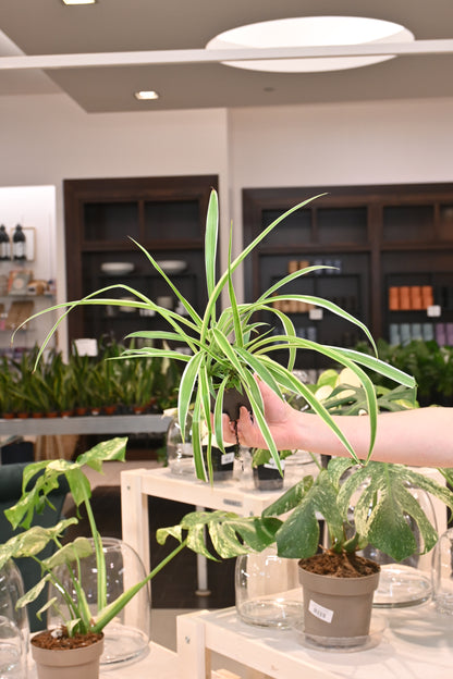 Spider Plant