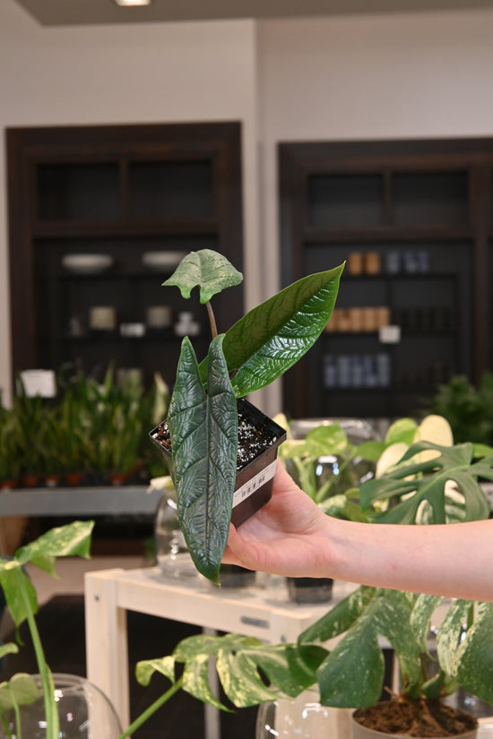 Alocasia Scalprum
