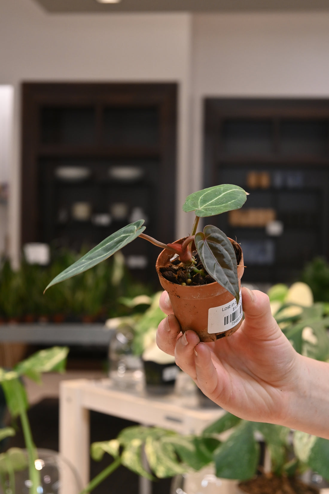 Anthurium Doc Block Hybrid x Blue Velvet Forgetii