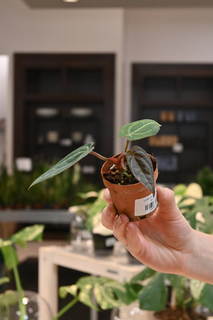 Anthurium Doc Block Hybrid x Blue Velvet Forgetii