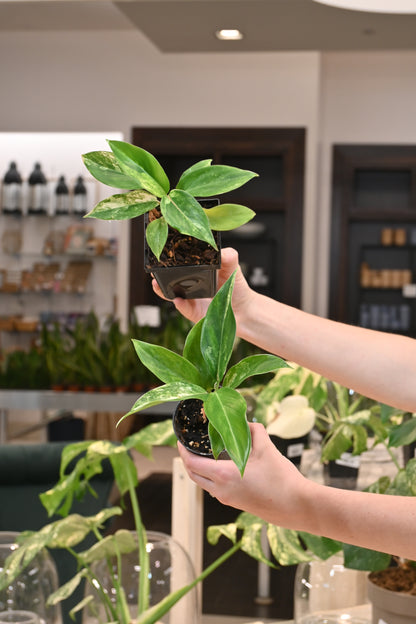 Aglaonema Yok Siam White