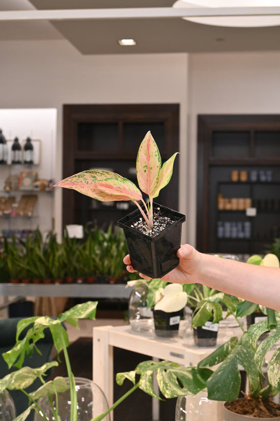 Aglaonema Aladin