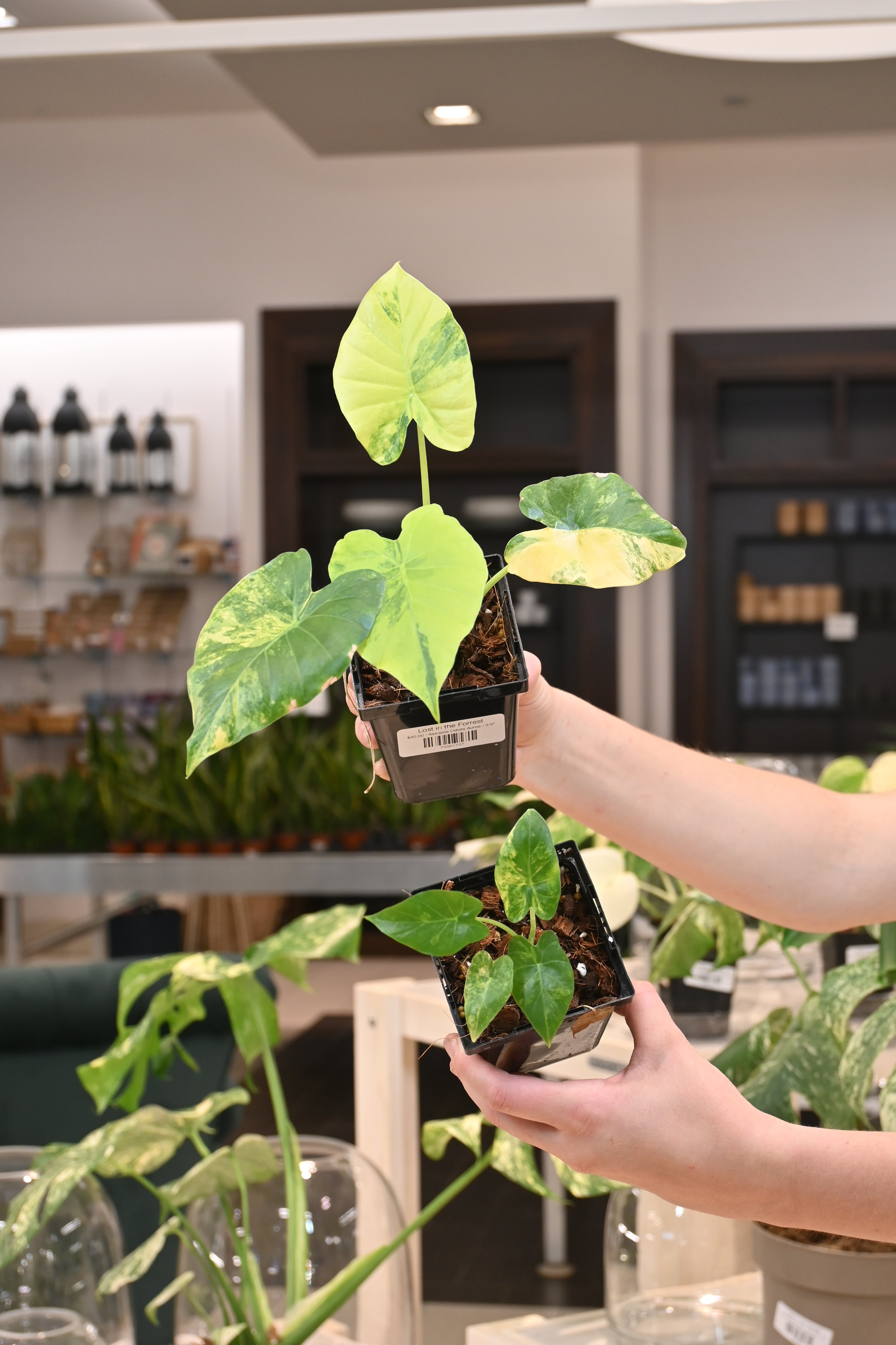 Alocasia Odora Aurea