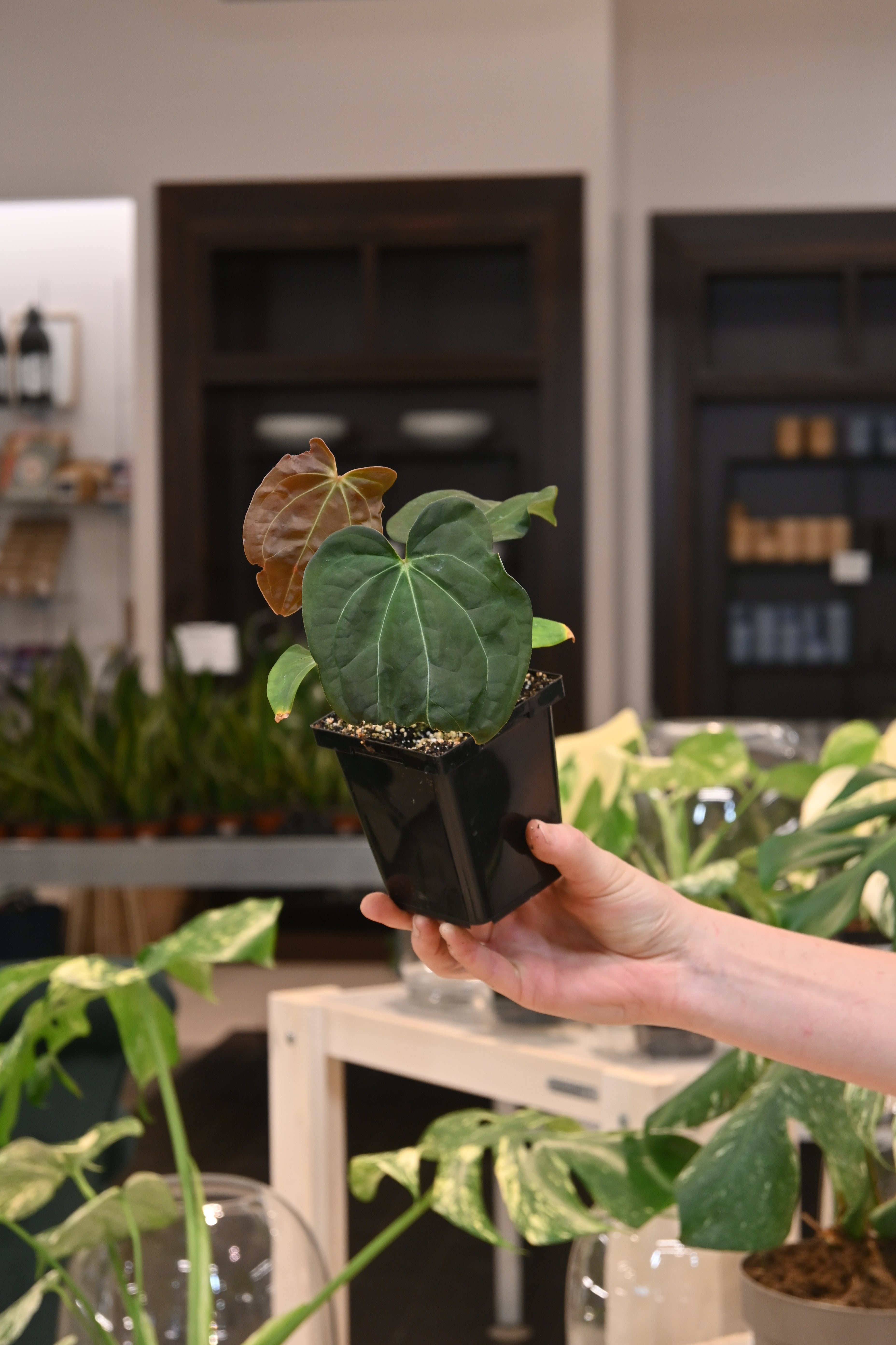 Anthurium Dressleri x 'HU' – Lost in the Forrest