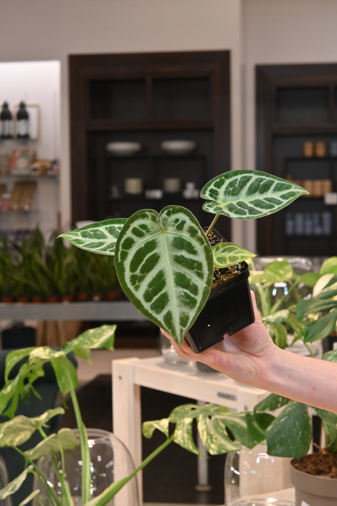 Anthurium Dorayaki x (SKG Pink Lemonade x Red Crystal)