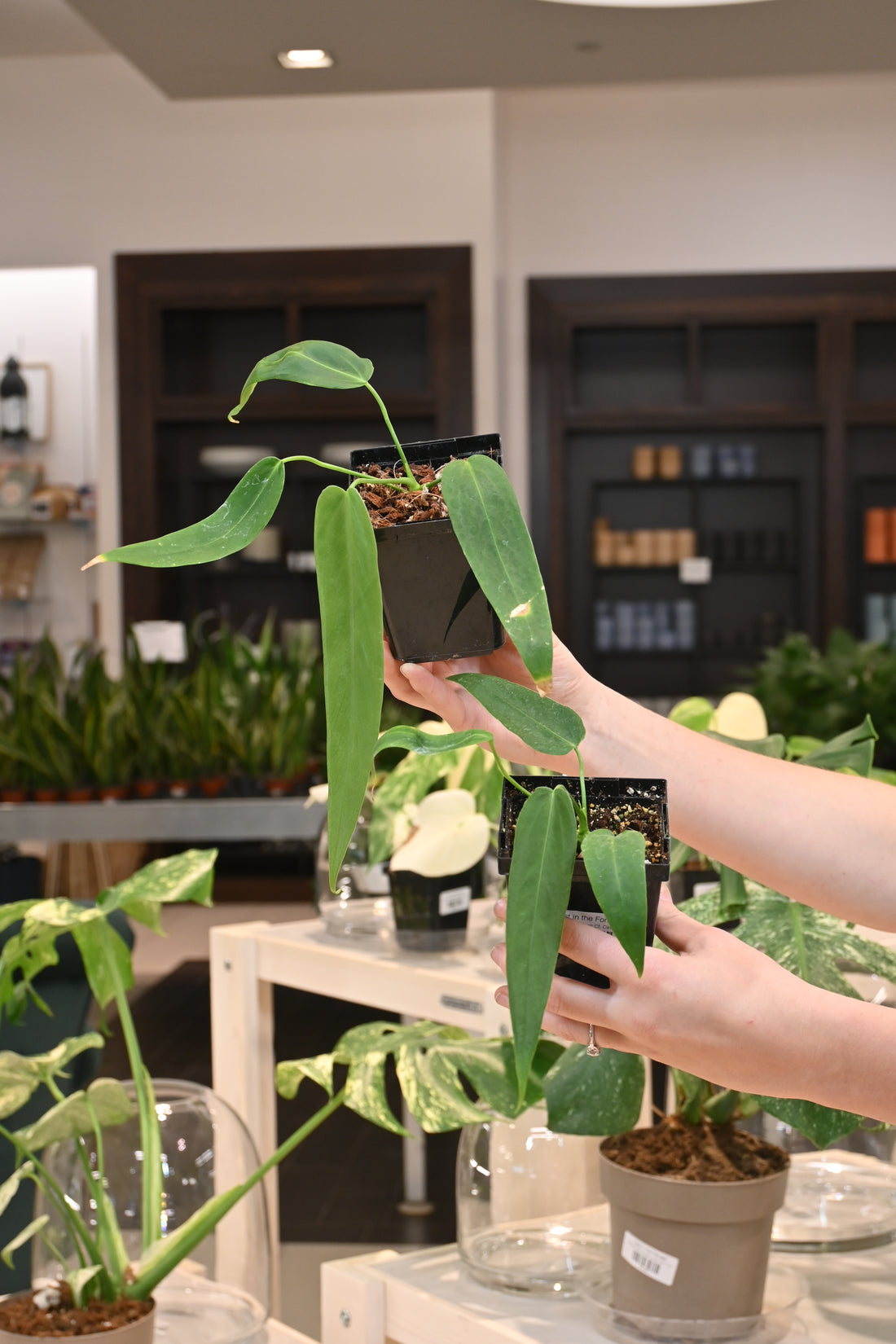 Anthurium Cf. Cirinoi