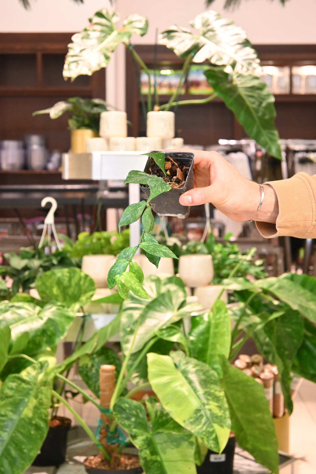 Hoya Polyneura Splash (Broget)