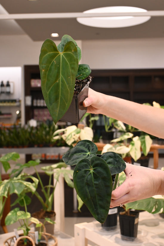 Anthurium Papillilaminum Wu9 x Carlabalckiae Wu2