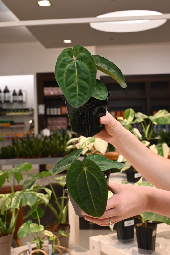 Anthurium (AOS dark x papi) x Carlablackiae Wu2