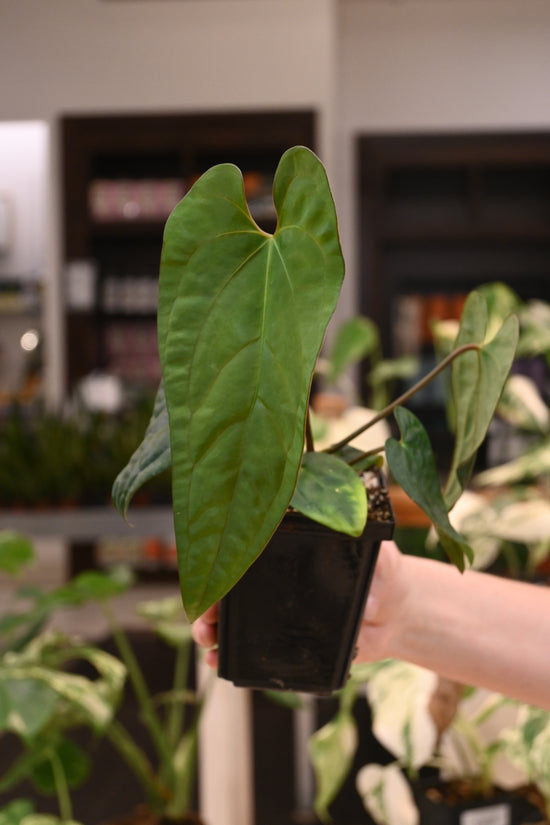 Anthurium Papillilaminum Wu9 x Voldemort