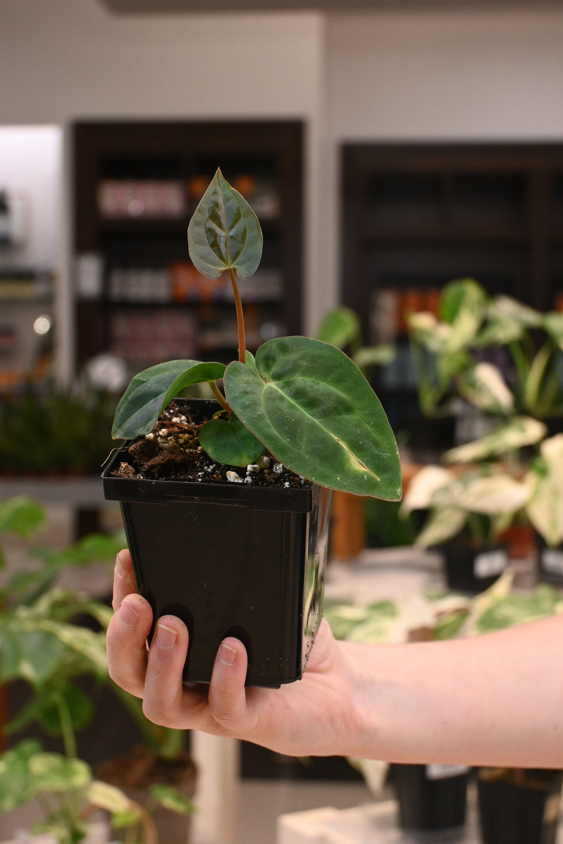 Anthurium Variegated Crystal Mag x Carlablackiae Wu2