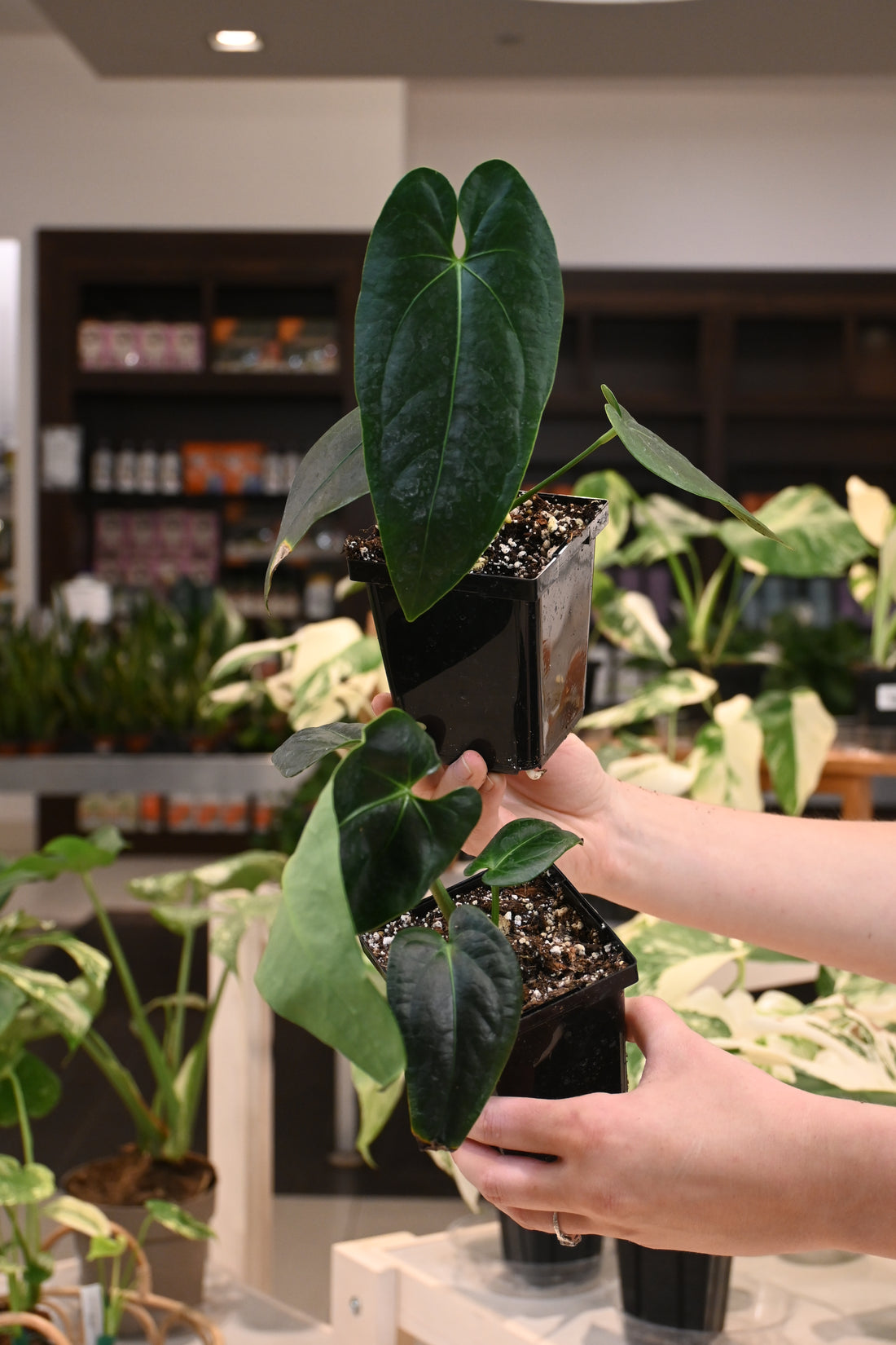 Anthurium (Regale x Magnificum Verde) x &