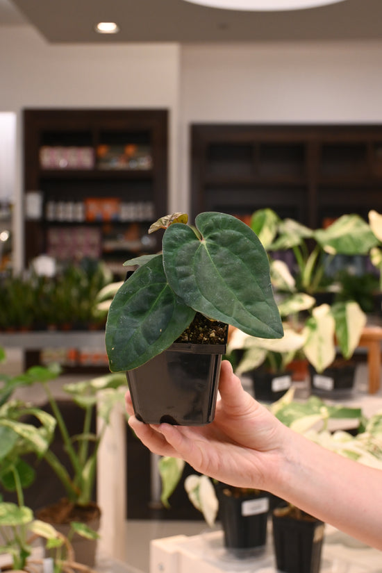 Anthurium BVEP &