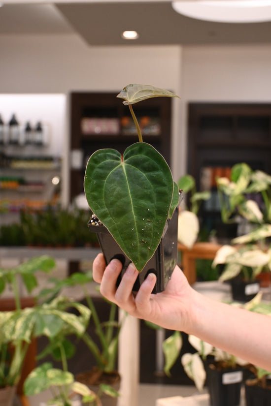 Anthurium (AOS dark x BVEP) x Besseae aff