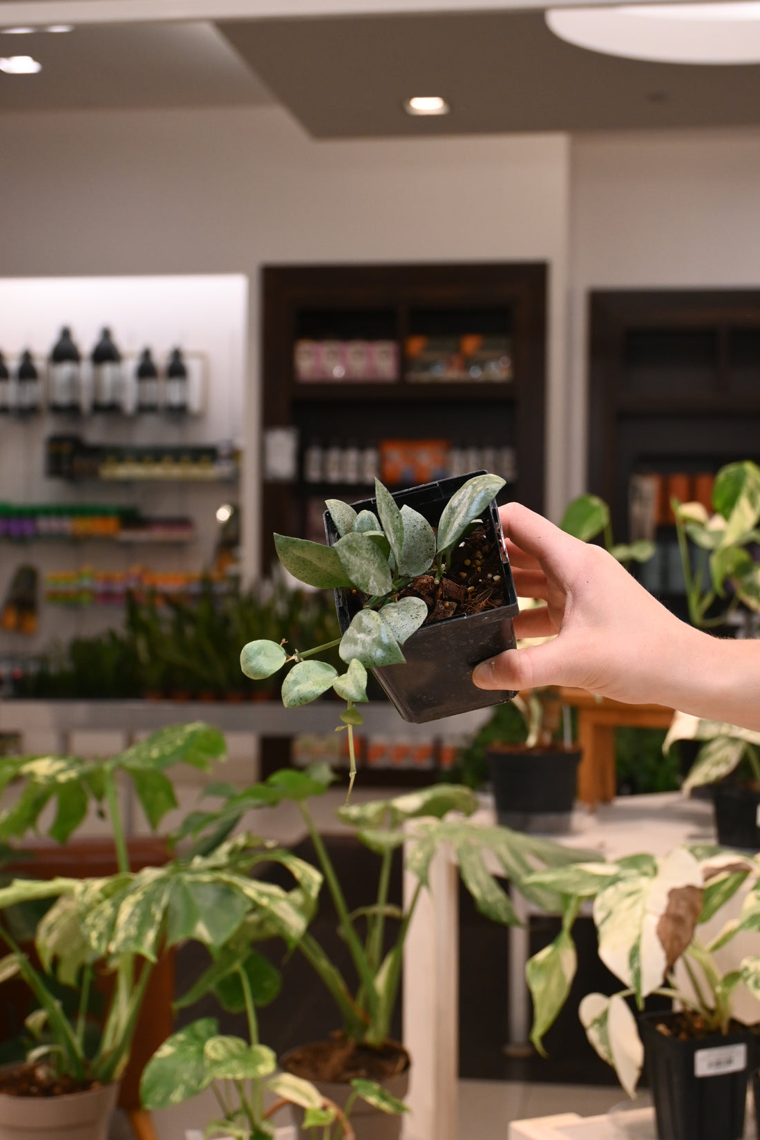 Hoya Lacunosa Silver Mint Coin