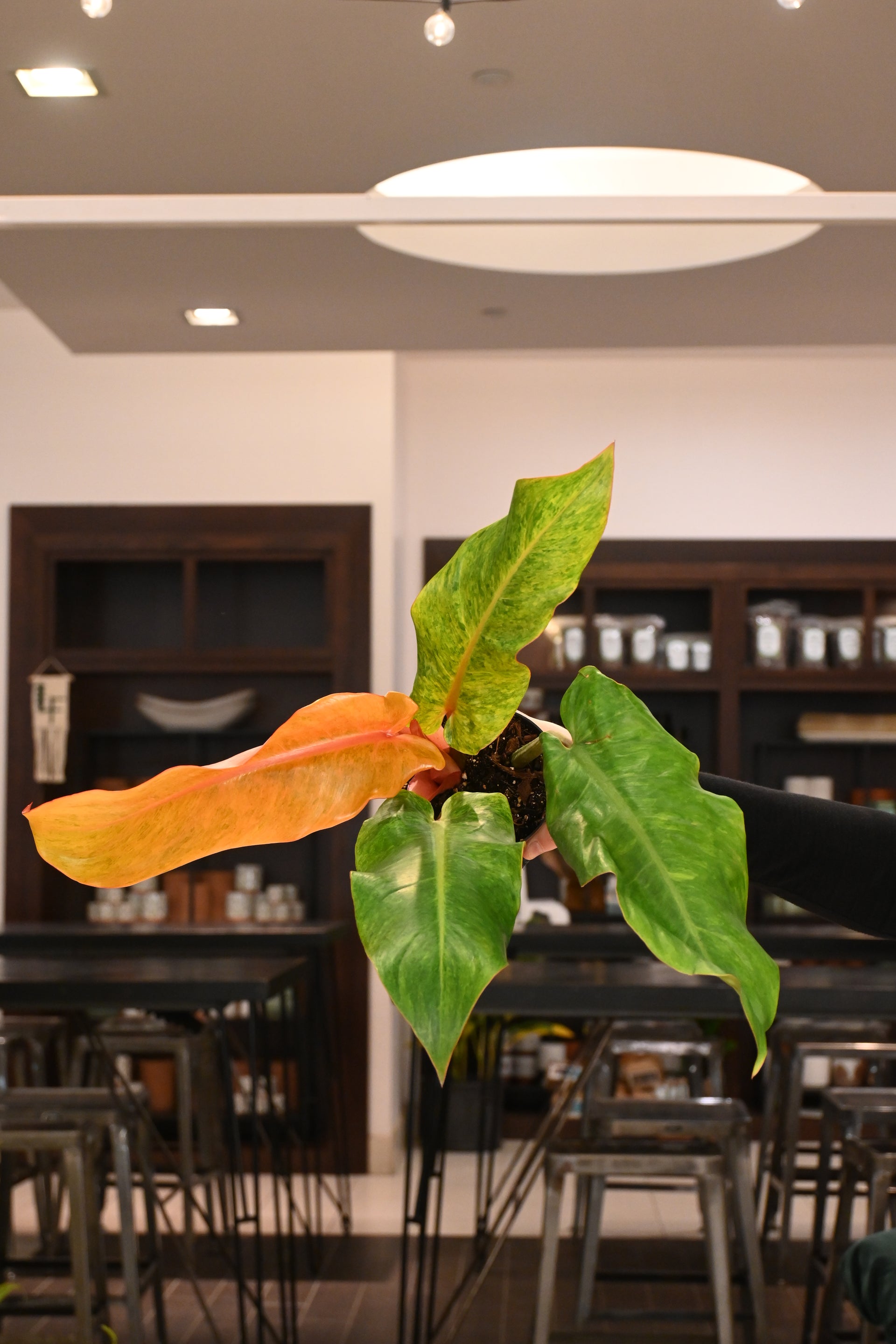 Philodendron Orange Marmalade – Lost in the Forrest