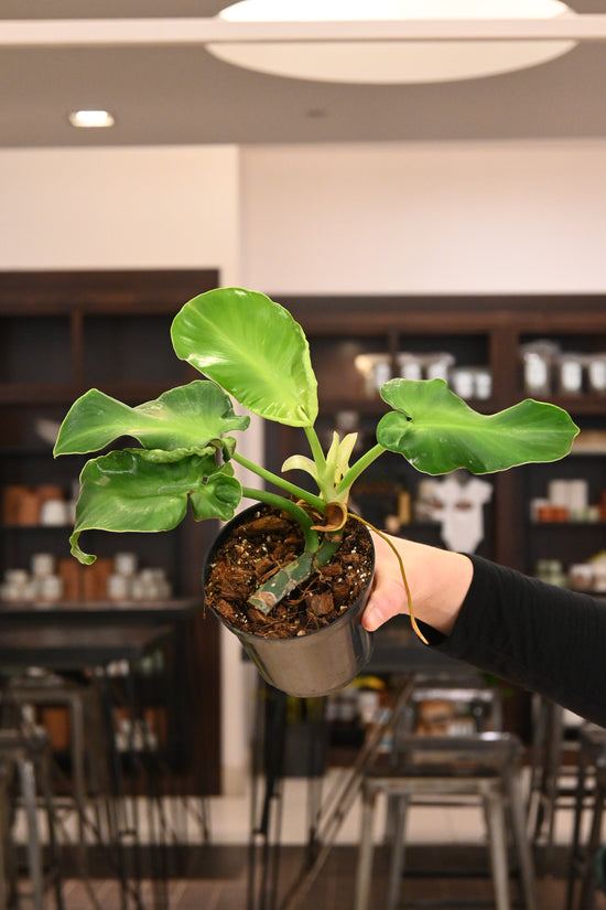Philodendron Rugosum