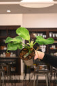 Philodendron Rugosum