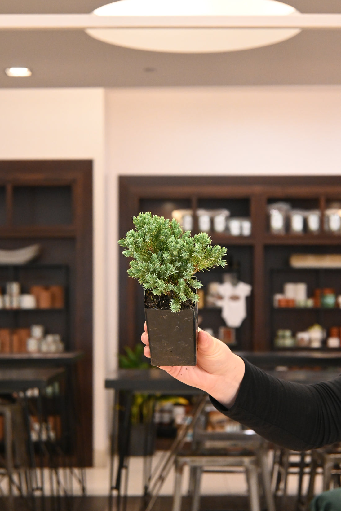 Bonsai Starters
