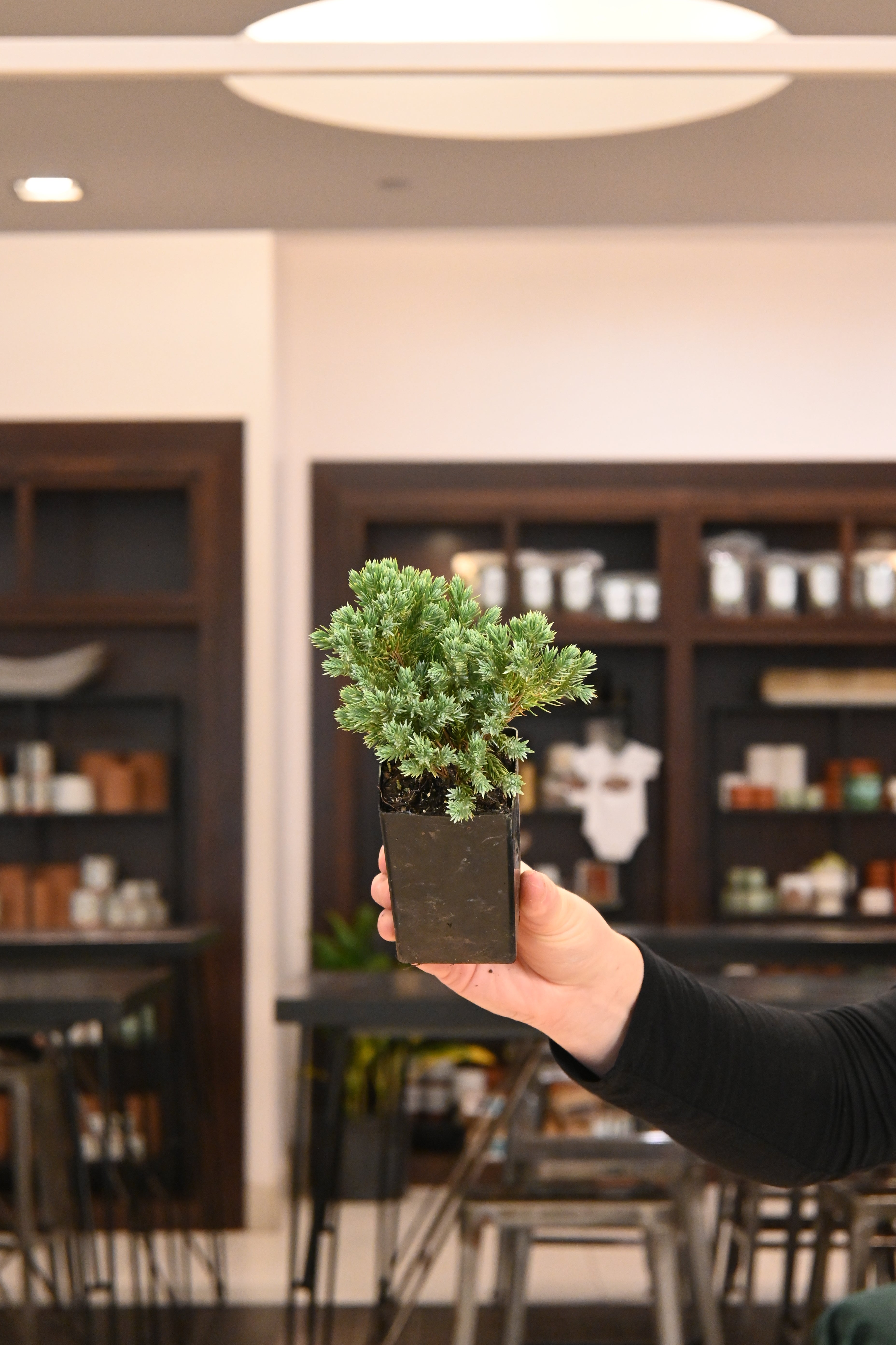 Bonsai Starters