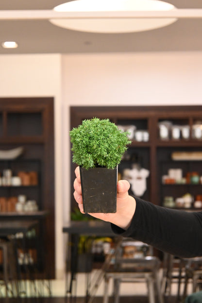 Bonsai Starters
