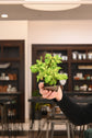 Bonsai Starters