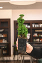 Bonsai Starters