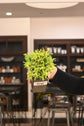Bonsai Starters