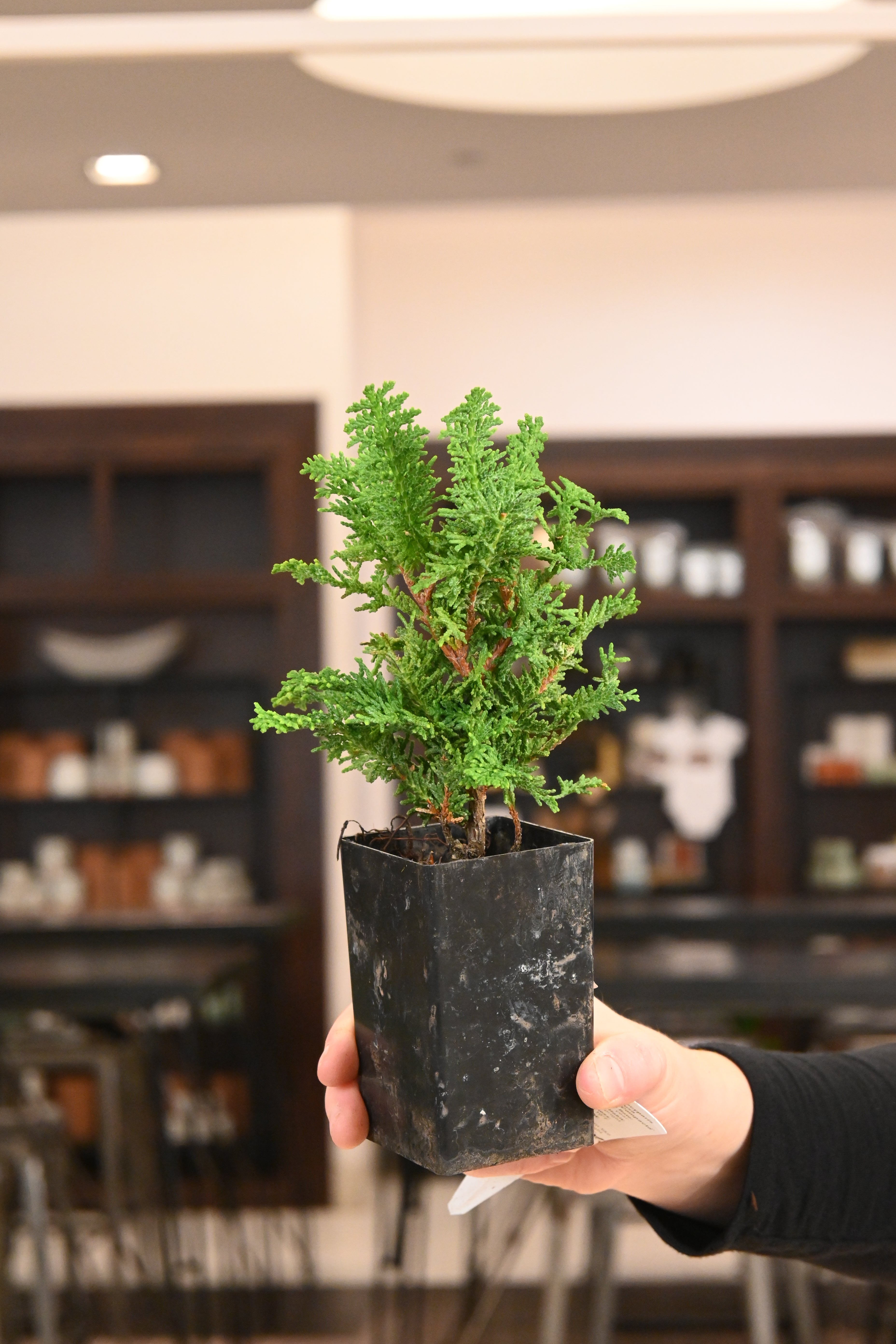 Bonsai Starters