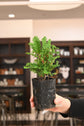 Bonsai Starters