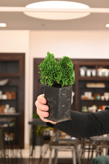 Bonsai Starters