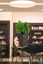 Bonsai Starters