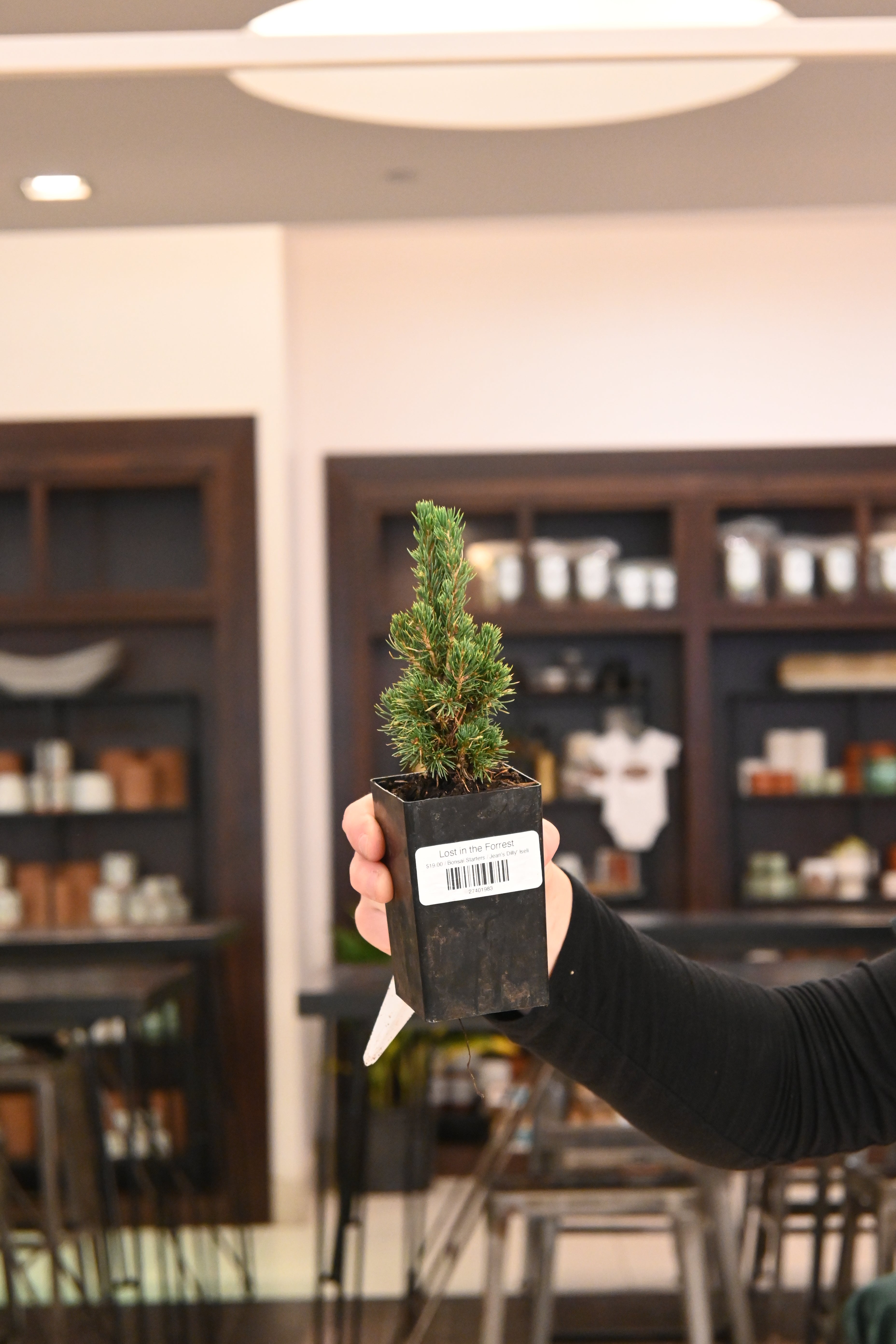 Bonsai Starters