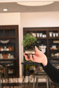Bonsai Starters
