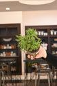 Bonsai Starter 4"