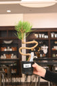 Bonsai Starter 4"