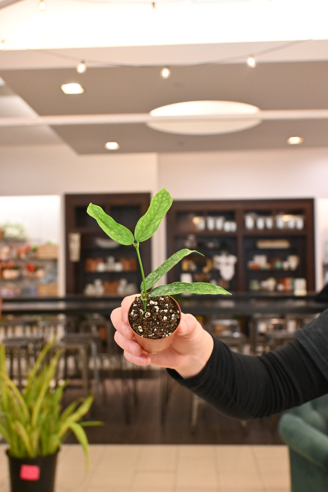 Hoya Pandurata Vietnam