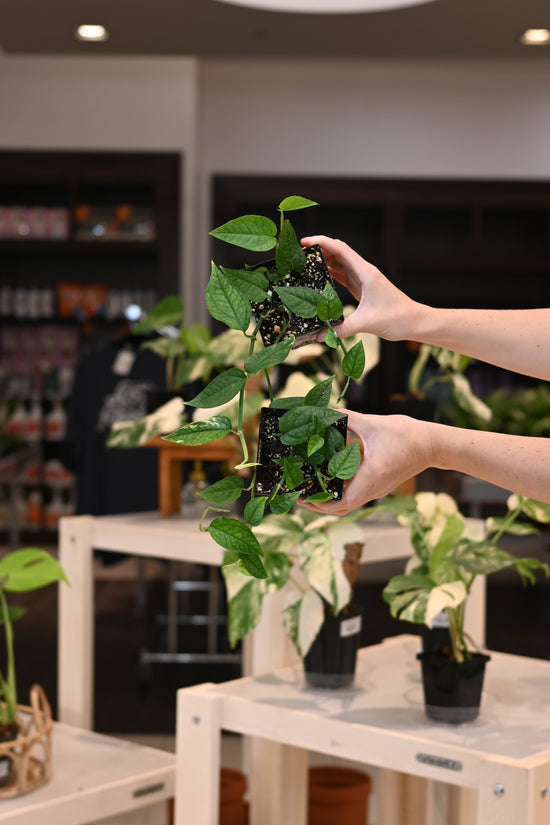 Cebu Blue Variegated &