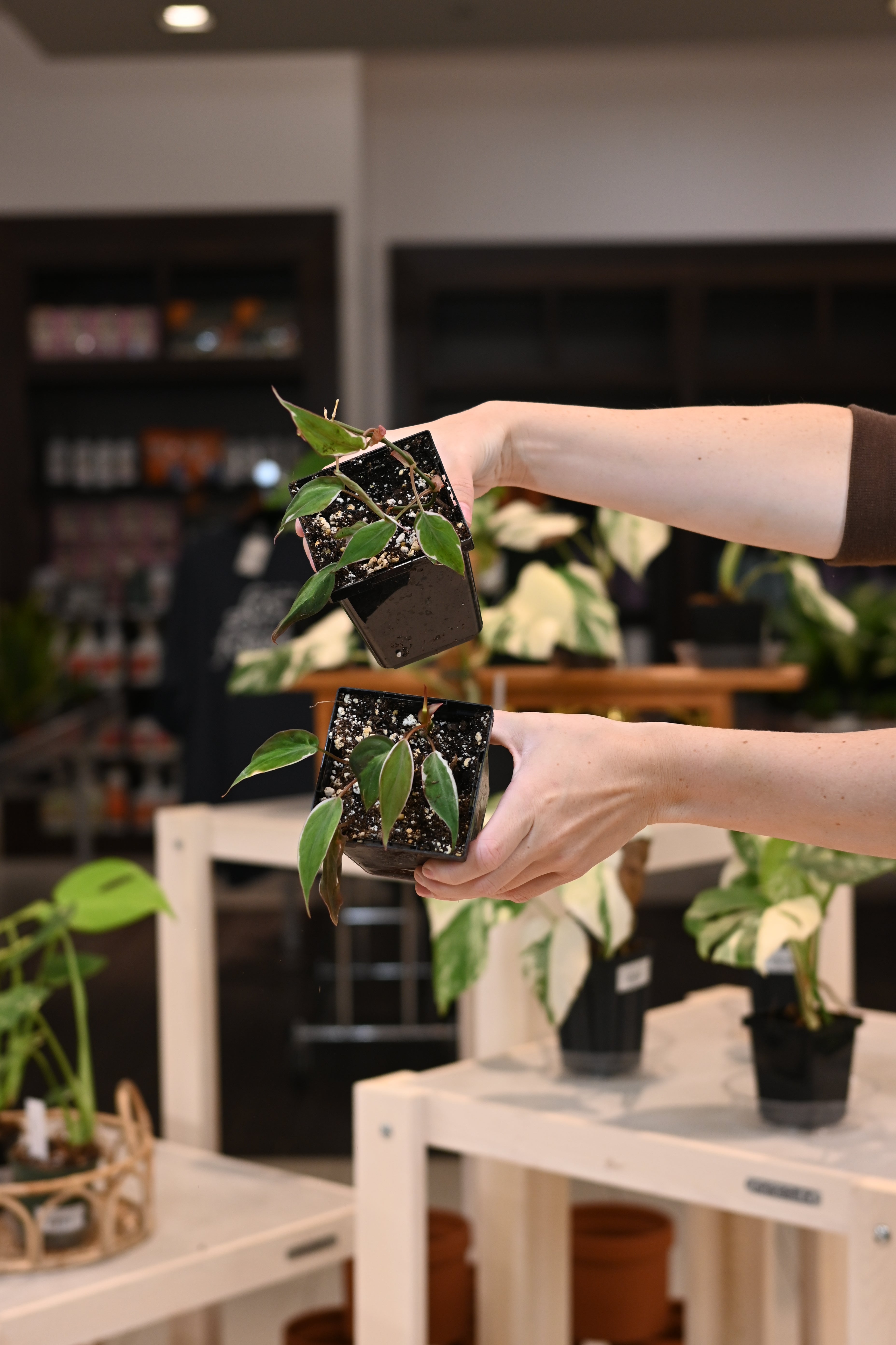 Philodendron Micans Variegated &