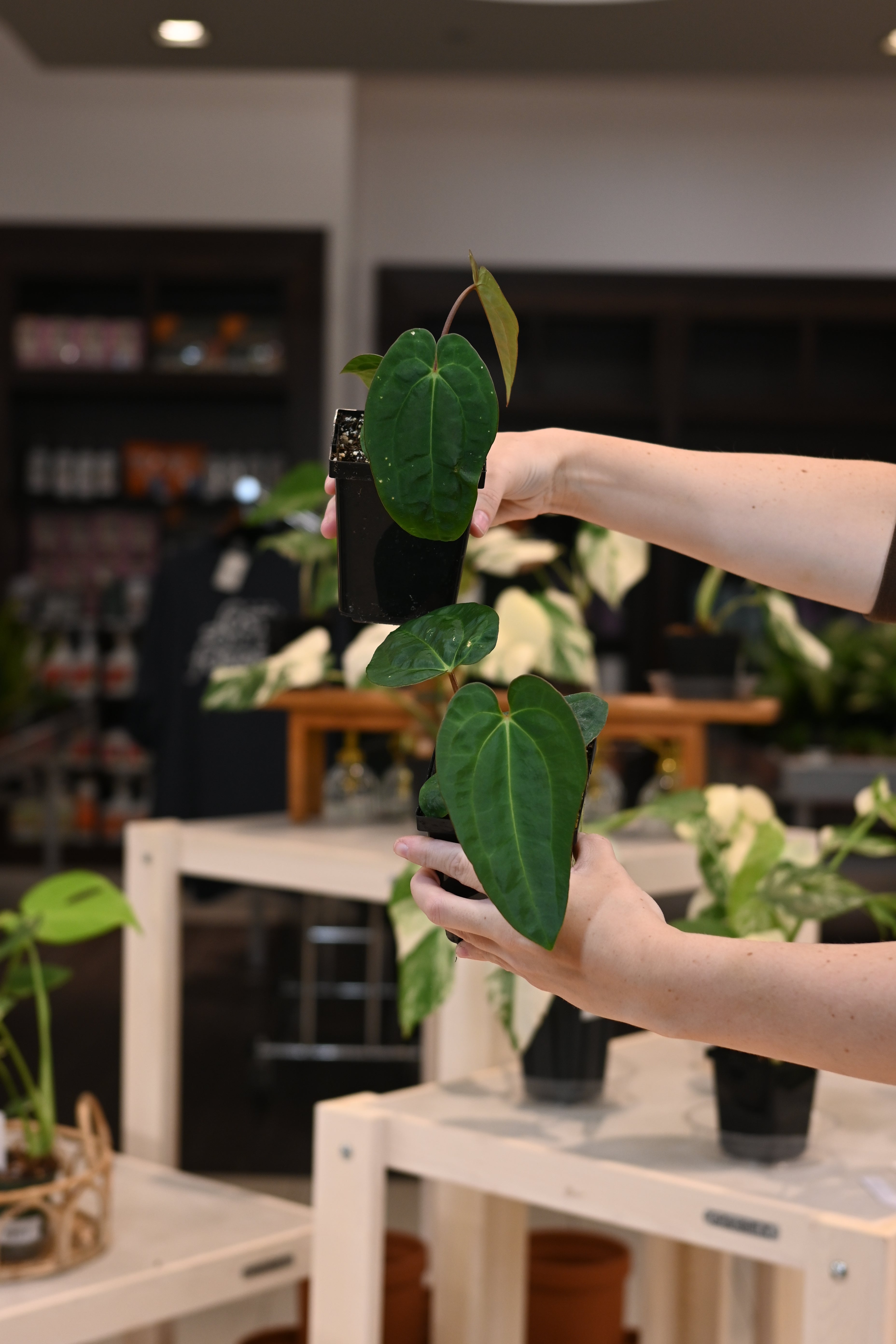 Anthurium Papillilaminum Wu8 x Carlablackiae Wu3