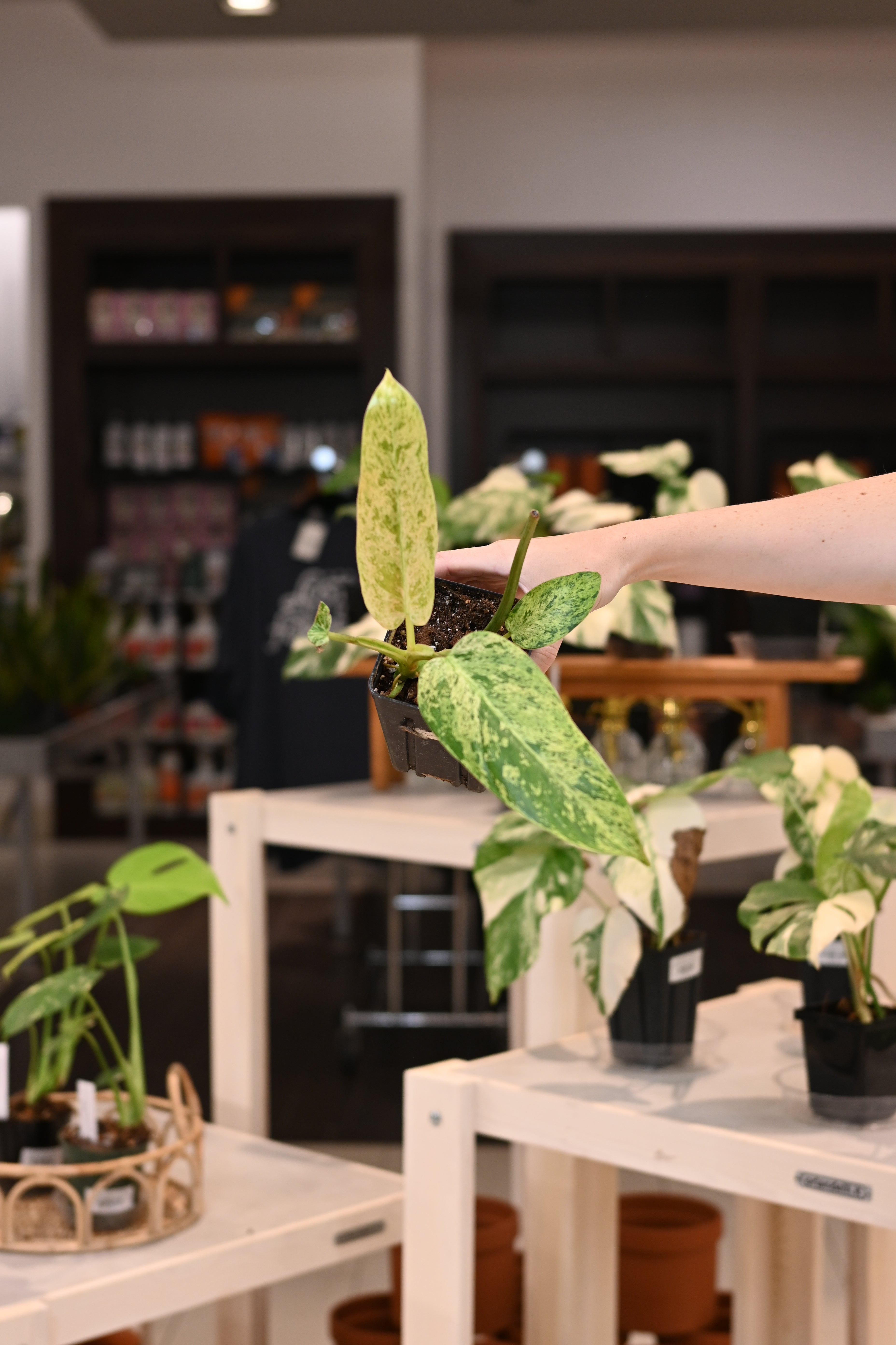 Philodendron Whipple Way Mint