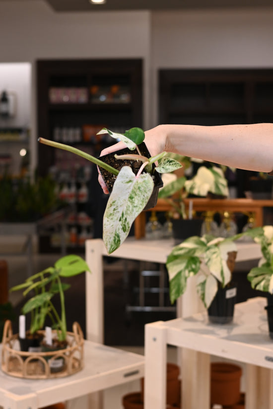 Philodendron Emerald Ice