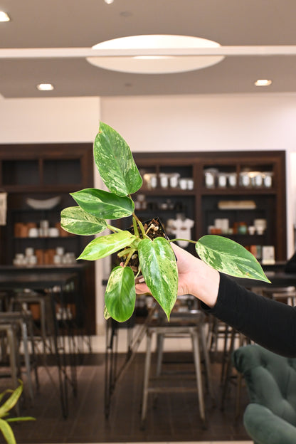 Philodendron Emerald King