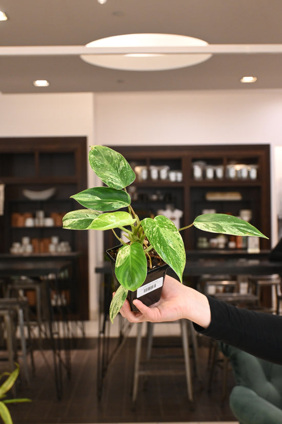 Philodendron Emerald King