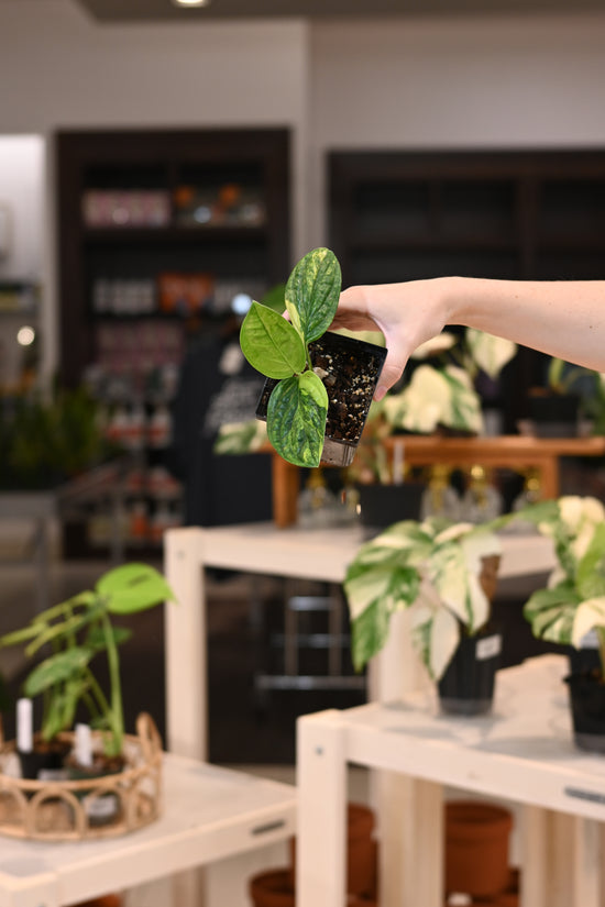 Monstera Peru Variegated
