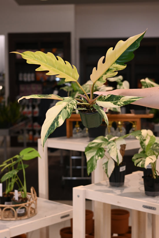 Philodendron Caramel Marble